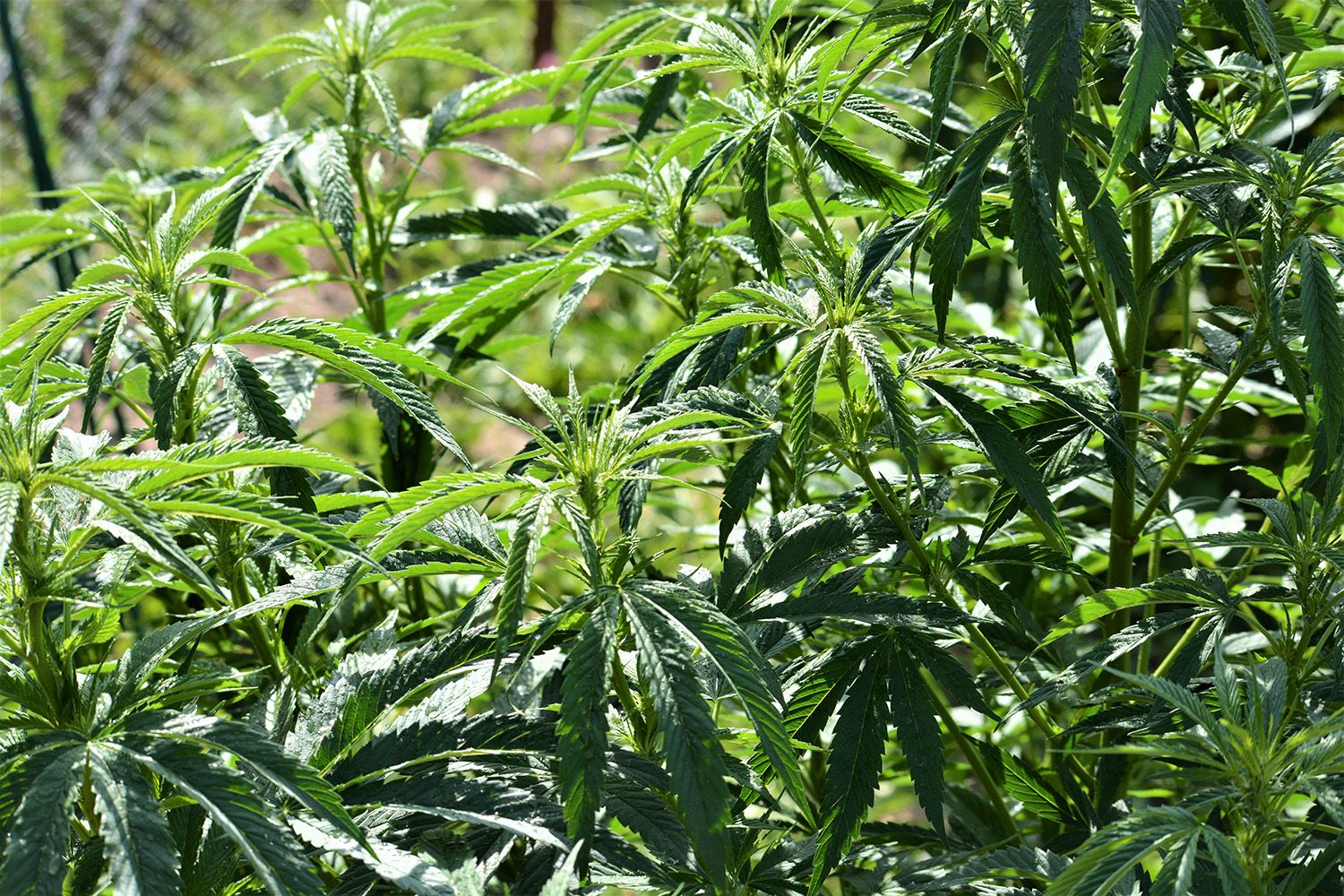 Eine Pflanze mit leuchtend grünen Blättern und Stängeln, die Vitalität und Frische ausstrahlt.