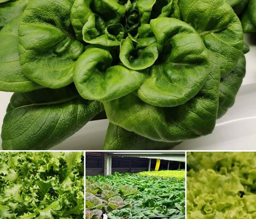 Eine Collage verschiedener Salatsorten, die die Vielfalt und Farbenpracht von frischem Gemüse zeigt.