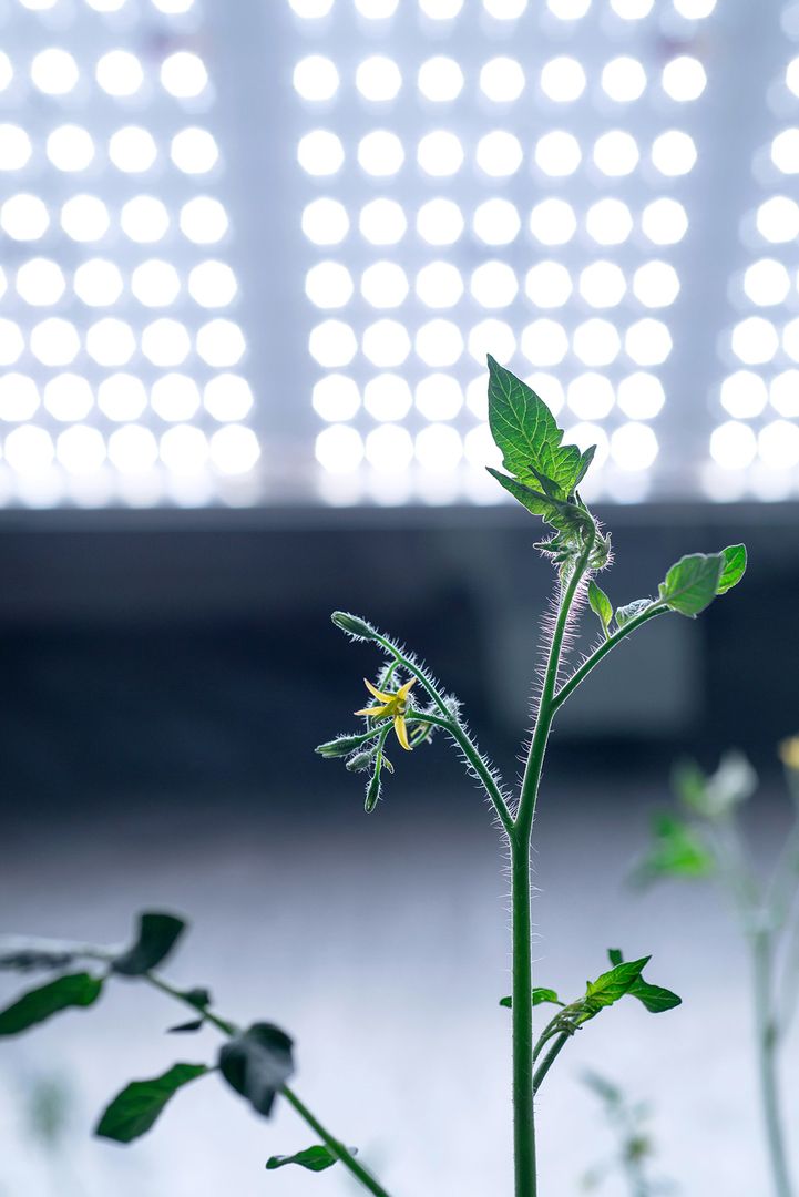 Gewächshaus mit wachsenden Tomatenpflanzen, die gesund und kräftig unter kontrollierten Bedingungen gedeihen.