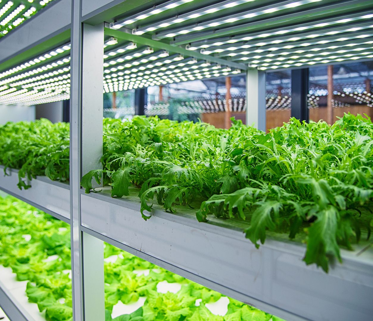 Weitläufige Indoor-Farm mit Regalen voller frischem Kopfsalat, die innovative Anbaumethoden demonstriert.